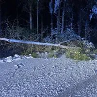 Bäumle.JPG